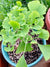 Ginkgo Biloba