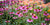 Echinacea